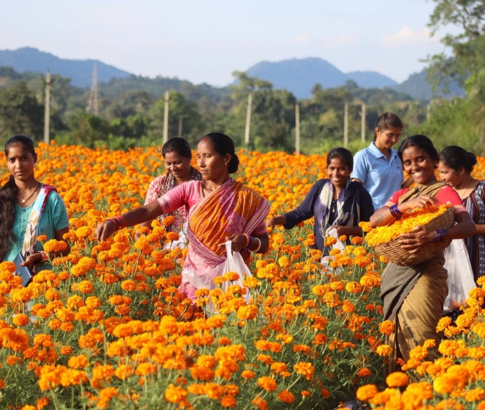 Mahashakti Foundation: Managing livelihoods programmes in Odisha